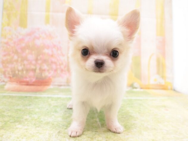 大阪府のチワワ(ロング) (アミーゴ鳳店/2025年10月14日生まれ/男の子/ホワイト)の子犬の4枚目の画像