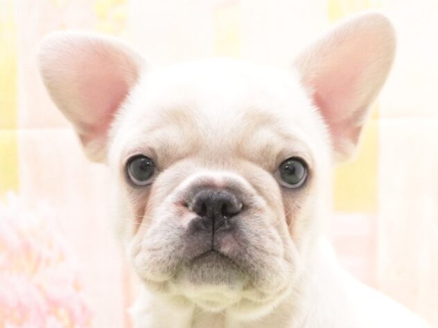 大阪府のフレンチブルドッグ (アミーゴ鳳店/2025年10月13日生まれ/男の子/クリーム)の子犬の2枚目の画像