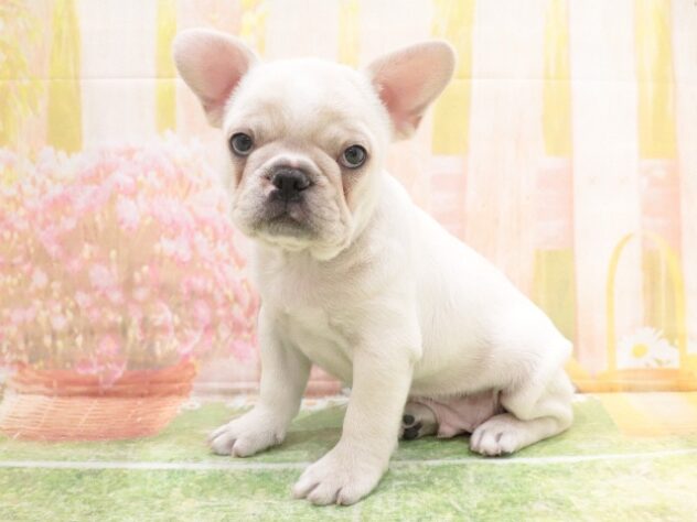 大阪府のフレンチブルドッグ (アミーゴ鳳店/2025年10月13日生まれ/男の子/クリーム)の子犬の4枚目の画像