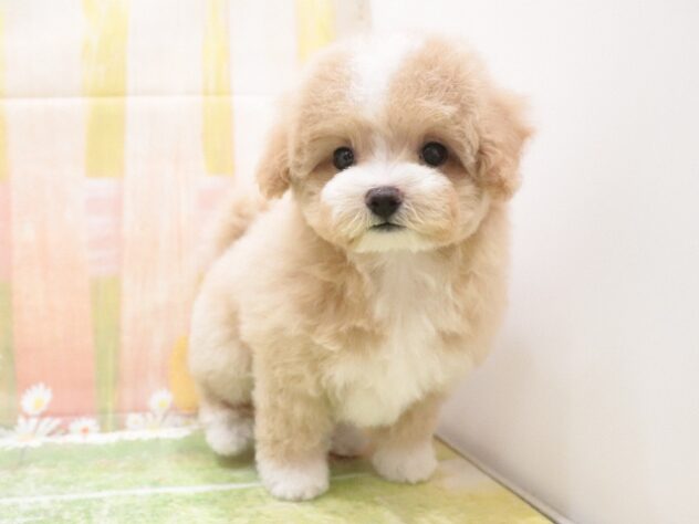 大阪府のハーフ犬・ミックス犬 (アミーゴ鳳店/2025年10月7日生まれ/女の子/アプリコットホワイト)の子犬の2枚目の画像