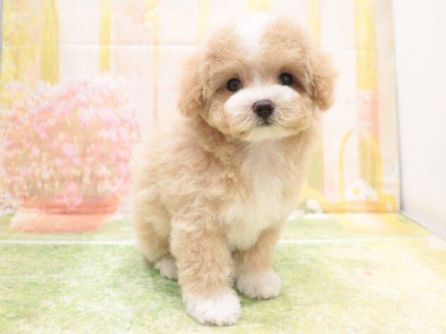 大阪府のハーフ犬・ミックス犬 (アミーゴ鳳店/2025年10月7日生まれ/女の子/アプリコットホワイト)の子犬の3枚目の画像