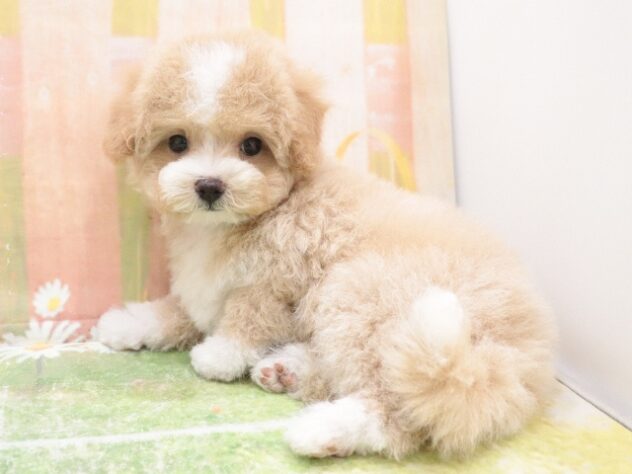 大阪府のハーフ犬・ミックス犬 (アミーゴ鳳店/2025年10月7日生まれ/女の子/アプリコットホワイト)の子犬の4枚目の画像