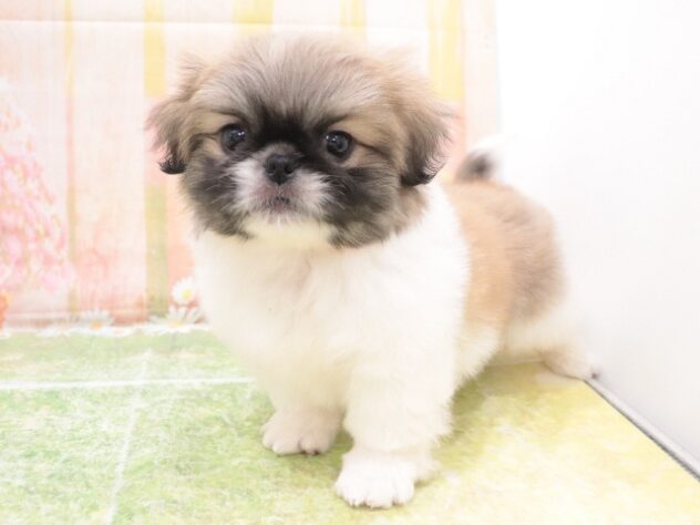 大阪府のペキニーズ (アミーゴ鳳店/2025年10月12日生まれ/女の子/パーティーカラー)の子犬の2枚目の画像