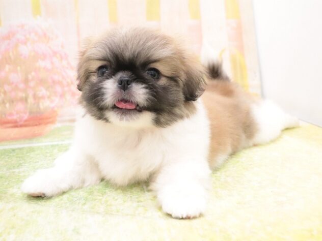 大阪府のペキニーズ (アミーゴ鳳店/2025年10月12日生まれ/女の子/パーティーカラー)の子犬の4枚目の画像