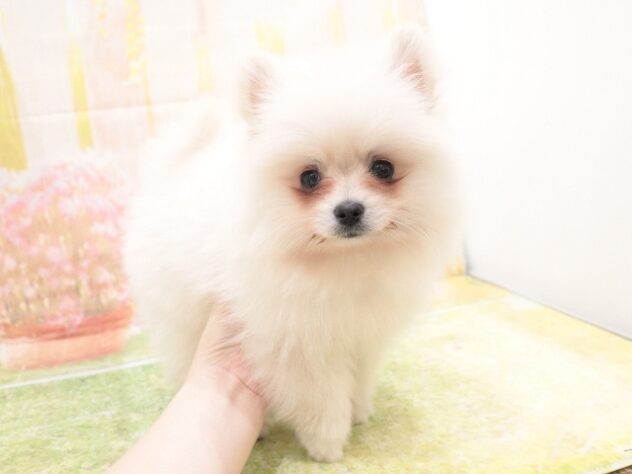 大阪府のポメラニアン (アミーゴ鳳店/2025年10月11日生まれ/男の子/クリーム)の子犬の2枚目の画像