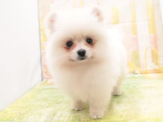 大阪府のポメラニアン (アミーゴ鳳店/2025年10月11日生まれ/男の子/クリーム)の子犬の4枚目の画像