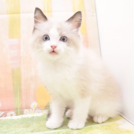 大阪府のラグドール (アミーゴ鳳店/2025年10月2日生まれ/男の子/シールポイントバイカラー)の子猫の2枚目の画像