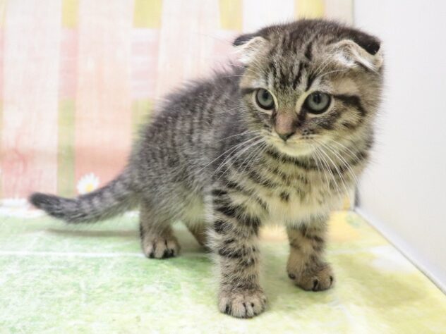 大阪府のスコティッシュフォールド (アミーゴ鳳店/2025年10月13日生まれ/女の子/ブラウンタビー)の子猫の2枚目の画像