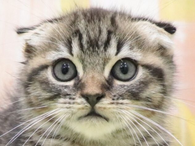 大阪府のスコティッシュフォールド (アミーゴ鳳店/2025年10月13日生まれ/女の子/ブラウンタビー)の子猫の3枚目の画像