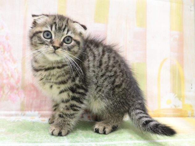 大阪府のスコティッシュフォールド (アミーゴ鳳店/2025年10月13日生まれ/女の子/ブラウンタビー)の子猫の4枚目の画像