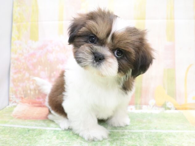 大阪府のシーズー (アミーゴ鳳店/2025年10月15日生まれ/男の子/ゴールドホワイト)の子犬の2枚目の画像