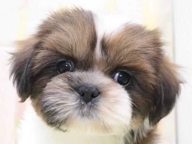 大阪府のシーズー (アミーゴ鳳店/2025年10月15日生まれ/男の子/ゴールドホワイト)の子犬の3枚目の画像