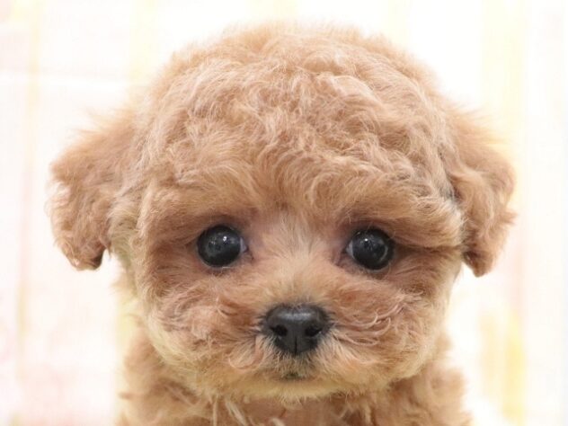 大阪府のトイプードル(トイ) (アミーゴ鳳店/2025年10月20日生まれ/男の子/レッド)の子犬の2枚目の画像