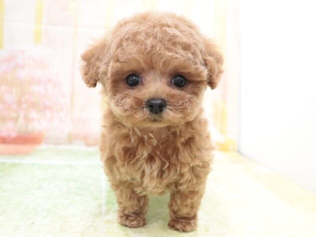 大阪府のトイプードル(トイ) (アミーゴ鳳店/2025年10月20日生まれ/男の子/レッド)の子犬の3枚目の画像