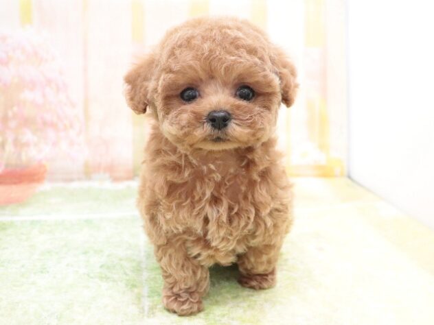 大阪府のトイプードル(トイ) (アミーゴ鳳店/2025年10月20日生まれ/男の子/レッド)の子犬の4枚目の画像