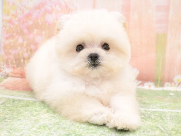 大阪府のハーフ犬・ミックス犬 (アミーゴ鳳店/2025年10月20日生まれ/女の子/ホワイト)の子犬の3枚目の画像