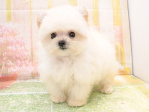 大阪府のハーフ犬・ミックス犬 (アミーゴ鳳店/2025年10月20日生まれ/女の子/ホワイト)の子犬の4枚目の画像