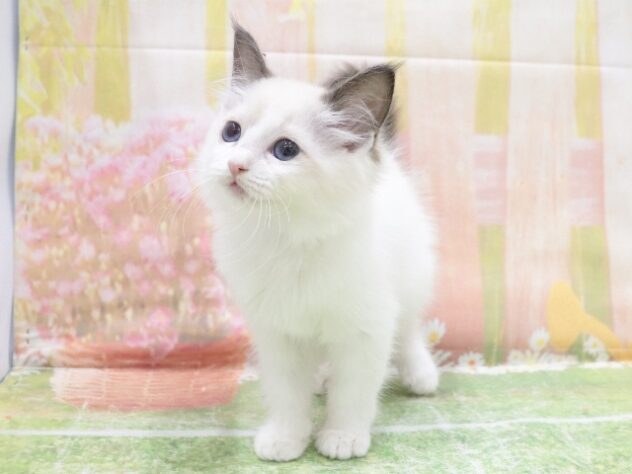 大阪府のラグドール (アミーゴ鳳店/2025年10月15日生まれ/女の子/シールポイントバイカラー)の子猫の2枚目の画像