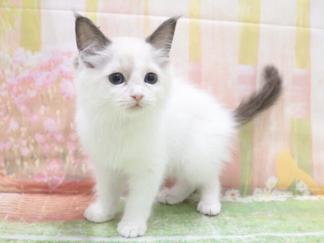 大阪府のラグドール (アミーゴ鳳店/2025年10月15日生まれ/女の子/シールポイントバイカラー)の子猫の3枚目の画像