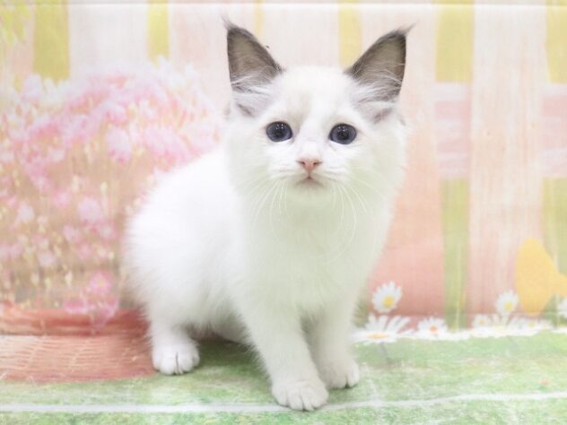 大阪府のラグドール (アミーゴ鳳店/2025年10月15日生まれ/女の子/シールポイントバイカラー)の子猫の4枚目の画像