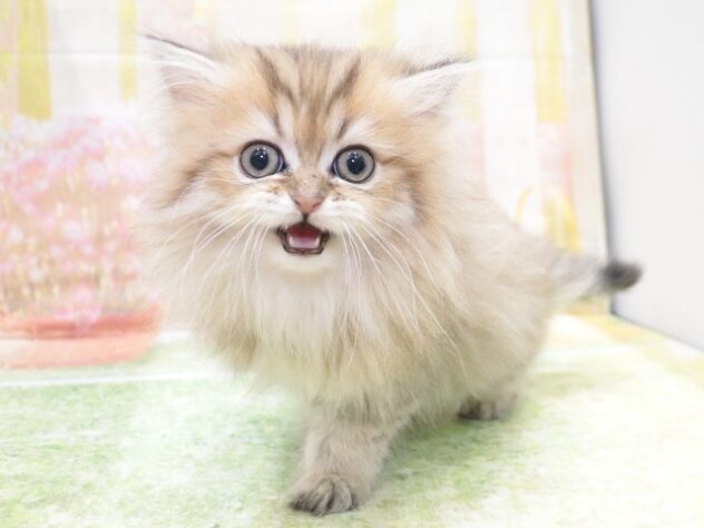 大阪府のペルシャ (アミーゴ鳳店/2025年10月22日生まれ/男の子/シェーデットゴールデン)の子猫の2枚目の画像