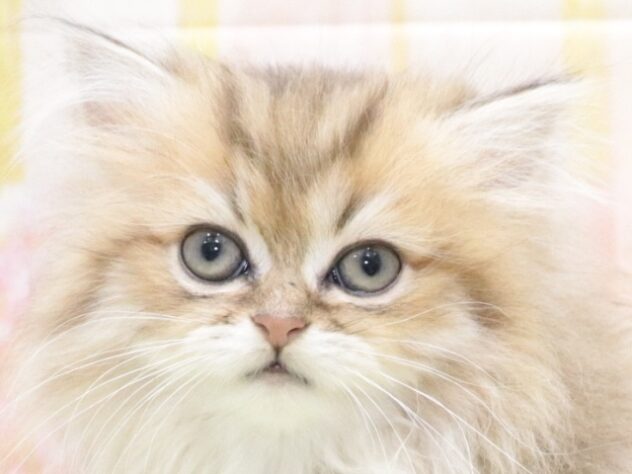 大阪府のペルシャ (アミーゴ鳳店/2025年10月22日生まれ/男の子/シェーデットゴールデン)の子猫の4枚目の画像