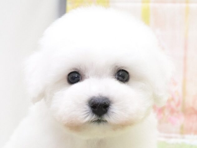 大阪府のビションフリーゼ (アミーゴ鳳店/2025年10月26日生まれ/男の子/ホワイト)の子犬の3枚目の画像