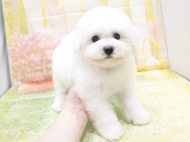 大阪府のビションフリーゼ (アミーゴ鳳店/2025年10月26日生まれ/男の子/ホワイト)の子犬の4枚目の画像