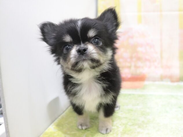 大阪府のチワワ(ロング) (アミーゴ鳳店/2025年10月26日生まれ/男の子/ブラックタンホワイト)の子犬の2枚目の画像