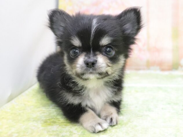 大阪府のチワワ(ロング) (アミーゴ鳳店/2025年10月26日生まれ/男の子/ブラックタンホワイト)の子犬の3枚目の画像