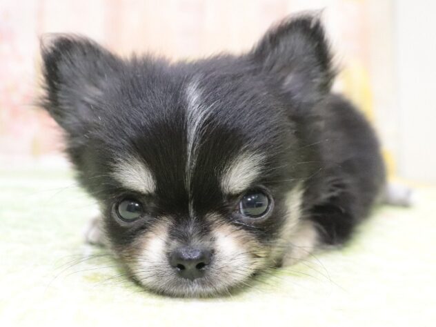 大阪府のチワワ(ロング) (アミーゴ鳳店/2025年10月26日生まれ/男の子/ブラックタンホワイト)の子犬の4枚目の画像