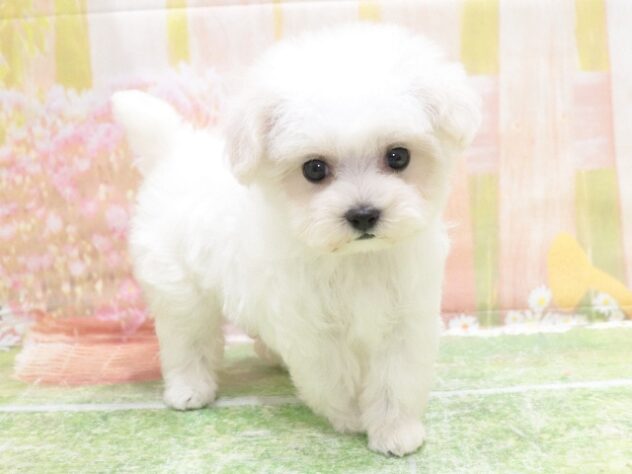 大阪府のハーフ犬・ミックス犬 (アミーゴ鳳店/2025年10月27日生まれ/女の子/ホワイト)の子犬の2枚目の画像