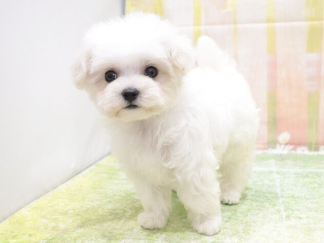 大阪府のハーフ犬・ミックス犬 (アミーゴ鳳店/2025年10月27日生まれ/女の子/ホワイト)の子犬の3枚目の画像