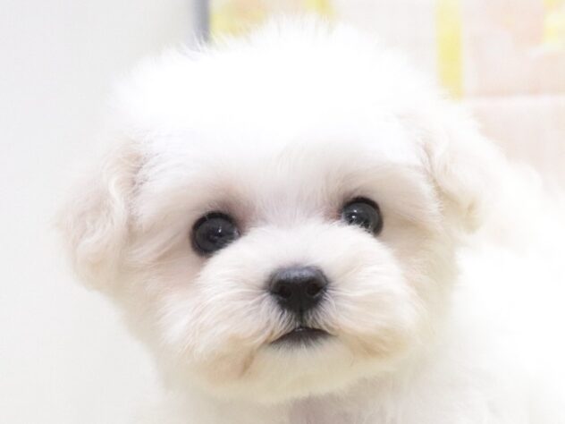 大阪府のハーフ犬・ミックス犬 (アミーゴ鳳店/2025年10月27日生まれ/女の子/ホワイト)の子犬の4枚目の画像