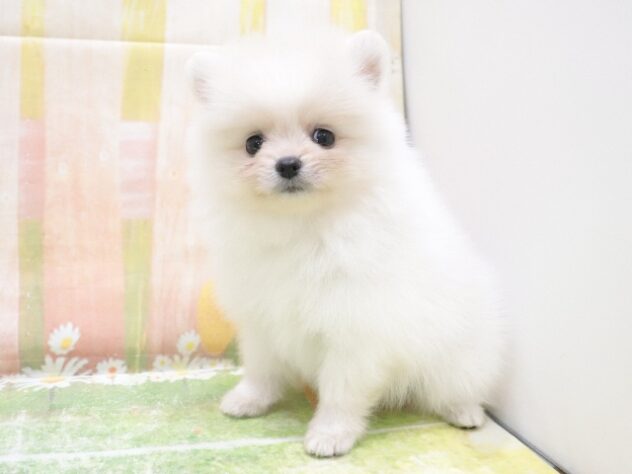 大阪府のポメラニアン (アミーゴ鳳店/2025年10月27日生まれ/男の子/ホワイト)の子犬の3枚目の画像