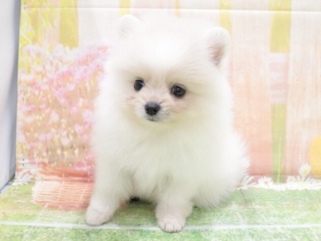 大阪府のポメラニアン (アミーゴ鳳店/2025年10月27日生まれ/男の子/ホワイト)の子犬の4枚目の画像
