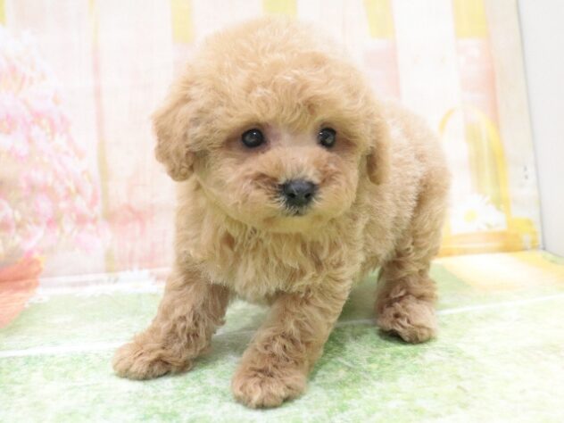 大阪府のトイプードル(トイ) (アミーゴ鳳店/2025年10月26日生まれ/男の子/レッド)の子犬の2枚目の画像