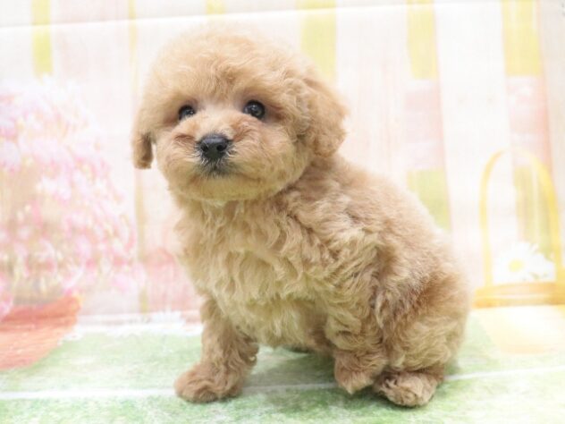 大阪府のトイプードル(トイ) (アミーゴ鳳店/2025年10月26日生まれ/男の子/レッド)の子犬の4枚目の画像