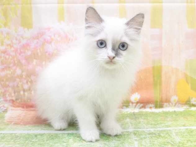 大阪府のラグドール (アミーゴ鳳店/2025年10月26日生まれ/女の子/ブルーポイントバイカラー)の子猫の2枚目の画像