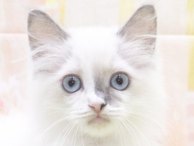 大阪府のラグドール (アミーゴ鳳店/2025年10月26日生まれ/女の子/ブルーポイントバイカラー)の子猫の3枚目の画像