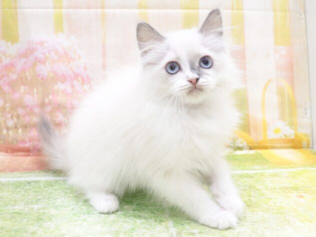 大阪府のラグドール (アミーゴ鳳店/2025年10月26日生まれ/女の子/ブルーポイントバイカラー)の子猫の4枚目の画像