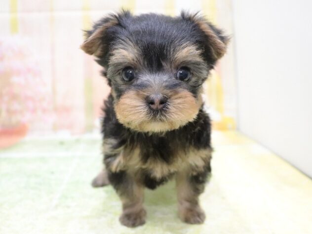 大阪府のヨークシャーテリア (アミーゴ鳳店/2025年10月26日生まれ/男の子/スチールブルータン)の子犬の2枚目の画像