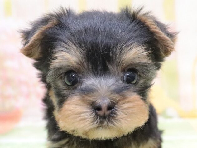 大阪府のヨークシャーテリア (アミーゴ鳳店/2025年10月26日生まれ/男の子/スチールブルータン)の子犬の3枚目の画像