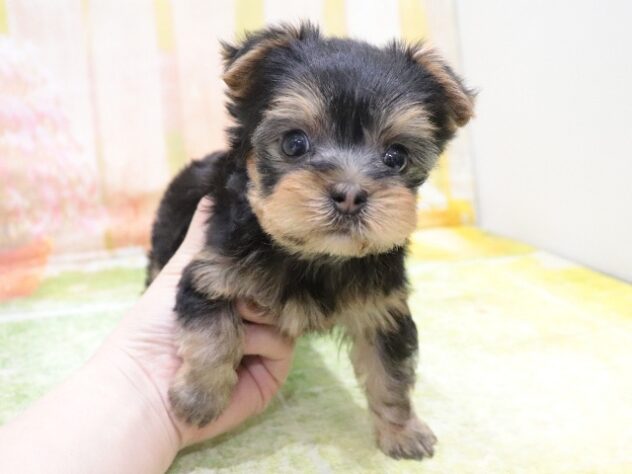 大阪府のヨークシャーテリア (アミーゴ鳳店/2025年10月26日生まれ/男の子/スチールブルータン)の子犬の4枚目の画像