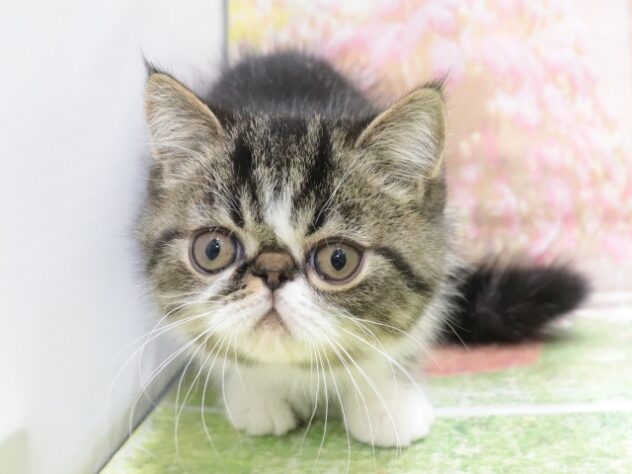 大阪府のエキゾチックショートヘアー (アミーゴ鳳店/2025年10月9日生まれ/男の子/ブラウンタビーホワイト)の子猫の2枚目の画像