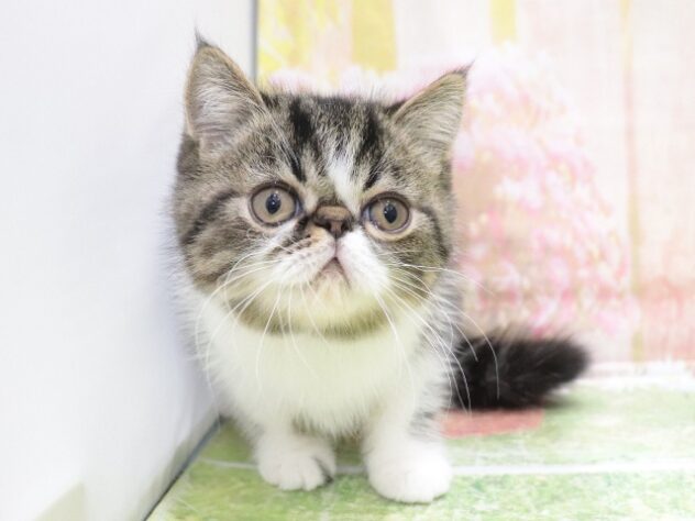 大阪府のエキゾチックショートヘアー (アミーゴ鳳店/2025年10月9日生まれ/男の子/ブラウンタビーホワイト)の子猫の3枚目の画像