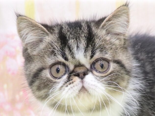 大阪府のエキゾチックショートヘアー (アミーゴ鳳店/2025年10月9日生まれ/男の子/ブラウンタビーホワイト)の子猫の4枚目の画像