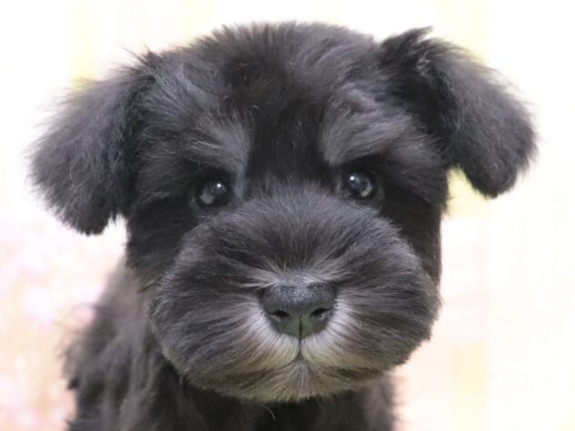 大阪府のミニチュアシュナウザー (アミーゴ鳳店/2025年10月17日生まれ/男の子/ブラックシルバー)の子犬の2枚目の画像