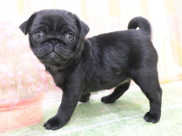 大阪府のパグ (アミーゴ鳳店/2025年11月1日生まれ/女の子/ブラック)の子犬の2枚目の画像