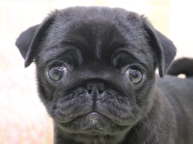 大阪府のパグ (アミーゴ鳳店/2025年11月1日生まれ/女の子/ブラック)の子犬の4枚目の画像